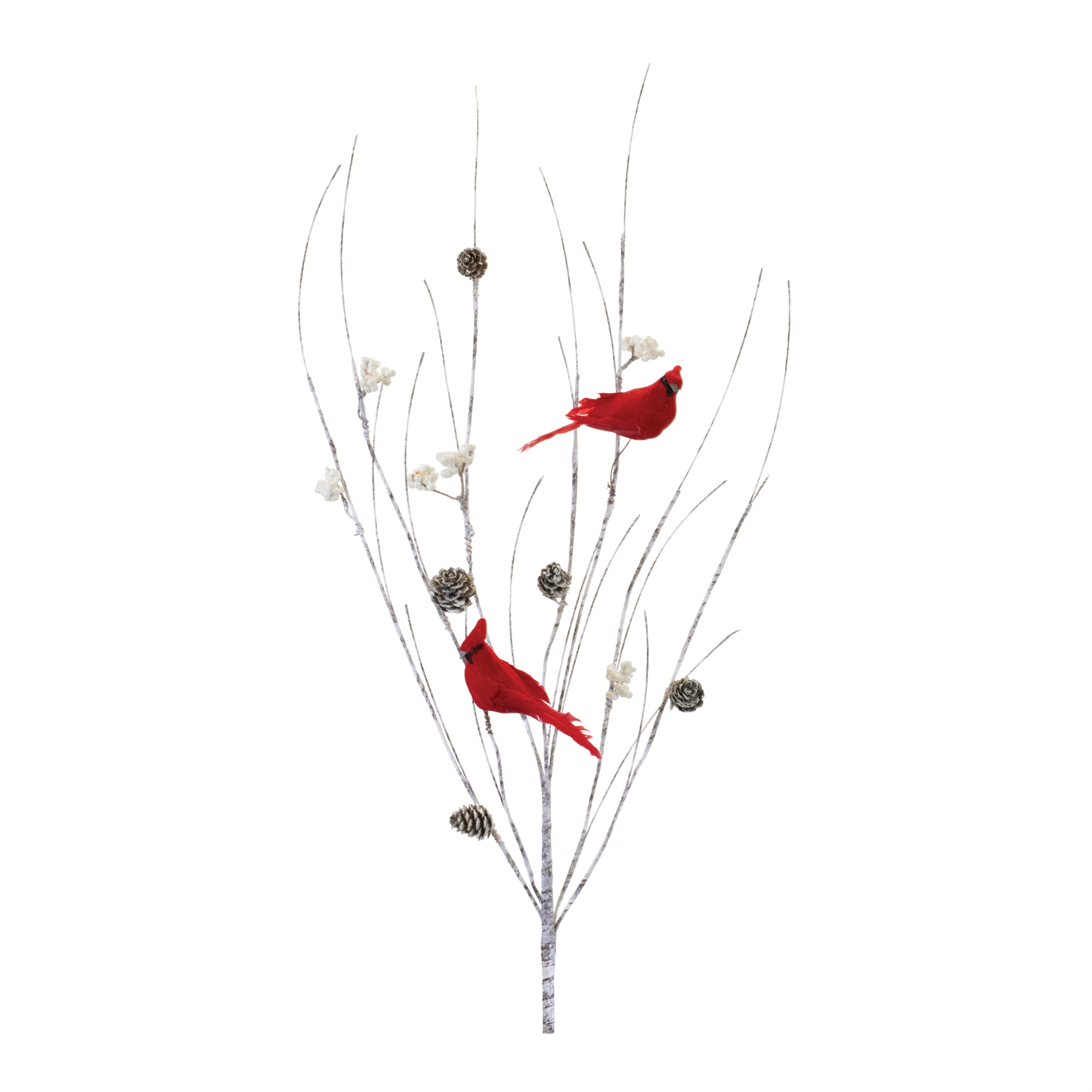 Branch w/Cardinals