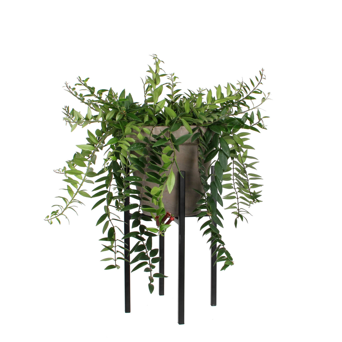 Ascot Plant Stand Black 8"Dia