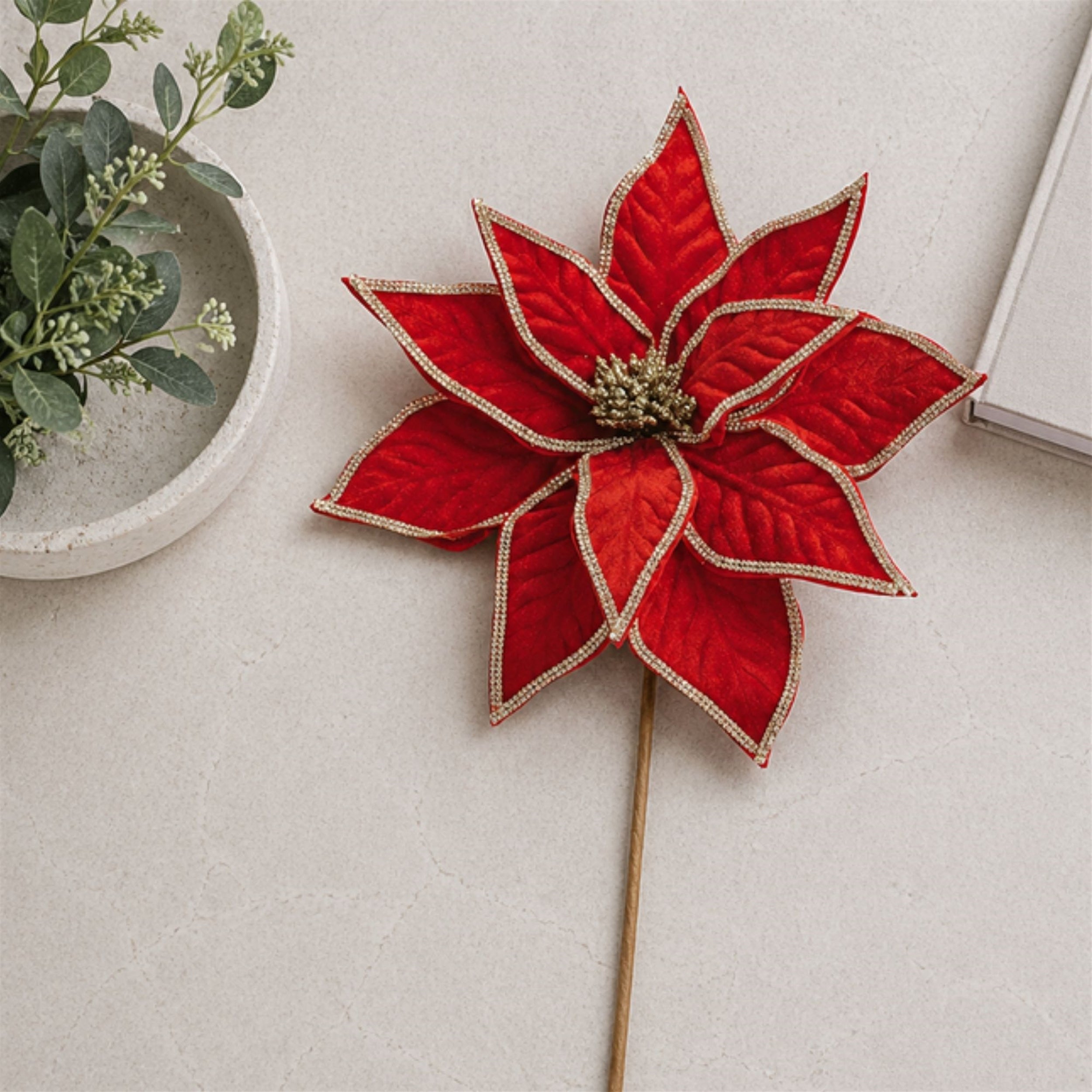 Poinsettia Stem