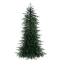 Norfolk Pine