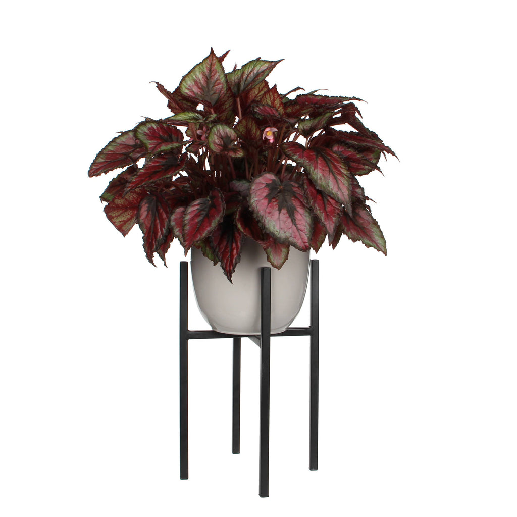 Ascot Plant Stand Black 8"Dia