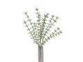 18IN PLASTIC THYMES BUSH